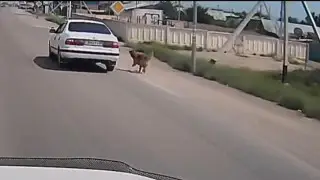 Собаку привязали к авто и протащили по дороге в Конаеве