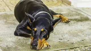 Искалечивший добермана мужчина заплатит штраф в Павлодаре