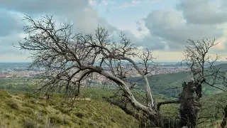 Синоптики предупредили о высокой пожарной опасности в четырех областях страны