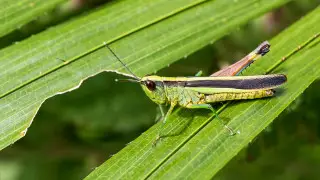 Массовое отрождение саранчи зафиксировали в регионе Казахстана