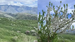 "Эти насекомые съедают все на пути". В Казахстане пытаются спасти яблони Сиверса