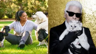 Антилопа в Van Cleef и лошади с Dyson: как живут животные-миллионеры