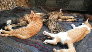 Японские ученые создали вакцину, которая поможет кошкам жить до 30 лет