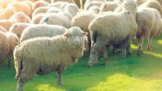 Как выбрать правильного и вкусного барана на Курбан-айт