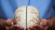 Названо несколько продуктов, способных замедлить старение мозга