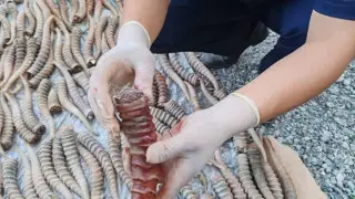 Рога сайги на 1,2 миллиарда обнаружили на чердаке дома в Жетысу