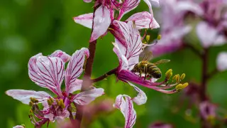 "Не рвать и не нюхать": названо самое опасное растение в окрестностях Алматы