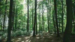 В МЧС предупредили собирающихся в лес казахстанцев