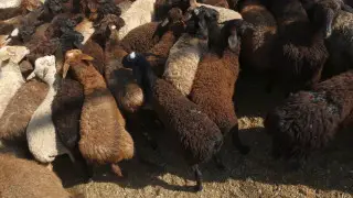 Курбан айт - 2024: места для жертвоприношения в Астане и Алматы