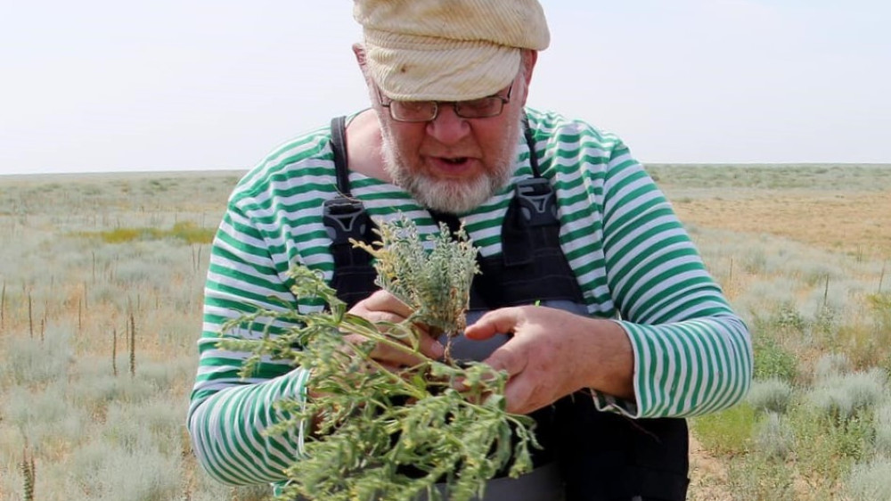 Новый вид растений обнаружен в Казахстане