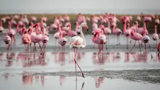 Стая розовых фламинго прилетела в Атырау