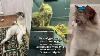 6 казахстанских кошек, завоевавших сердца пользователей сети