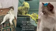 6 казахстанских кошек, завоевавших сердца пользователей сети