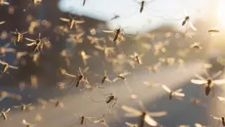 "Комариная чума":  тренер сборной Германии рассказал о недуге команды