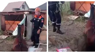 Спасатели вытащили из колодца лошадь в Алматинской области