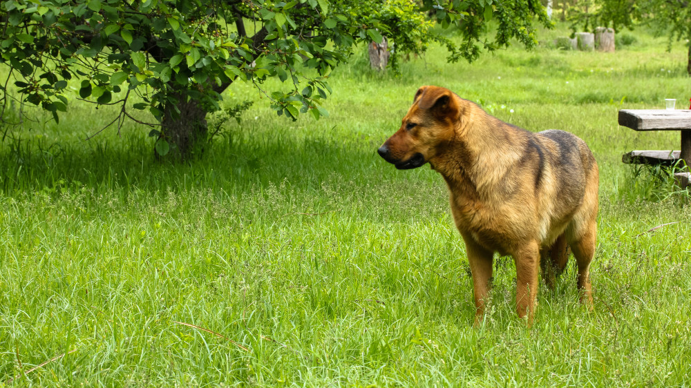 Алматинка пожаловалась на укус собаки в Ботаническом саду