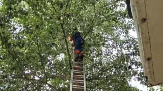 В Астане спасатели помогли коту