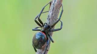 Нашествие каракуртов в Атырауской области: есть пострадавшие