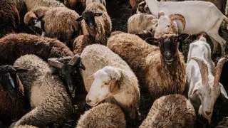 Почти 500 баранов утонули после дождей в Жамбылской области