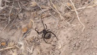 Нашествие ядовитых пауков в Казахстане: люди в больницах, гибнет домашний скот