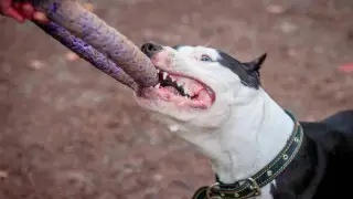 Собака разодрала ногу ребенку в Алматинской области