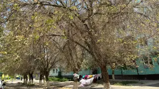 Насекомые массово уничтожают деревья в Кызылорде