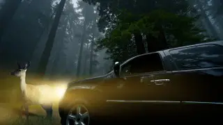 Сбили животное на трассе: что делать, куда обращаться и как помочь