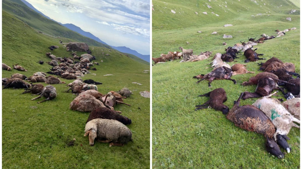 Молния убила 250 овец в горах на Иссык-Куле
