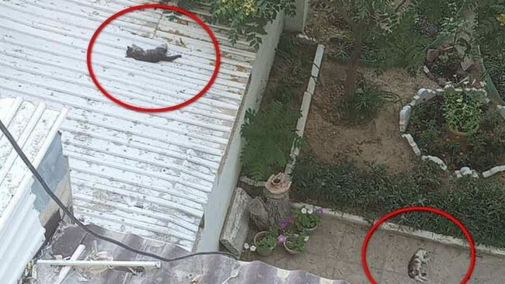 Живодеры сбросили котят с семиэтажного дома в Актау