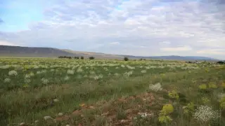 "Аффилированные лица бывшего чиновника" вернули государству земли