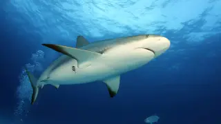 Кровавое шоу: акула устроила охоту у популярного пляжа