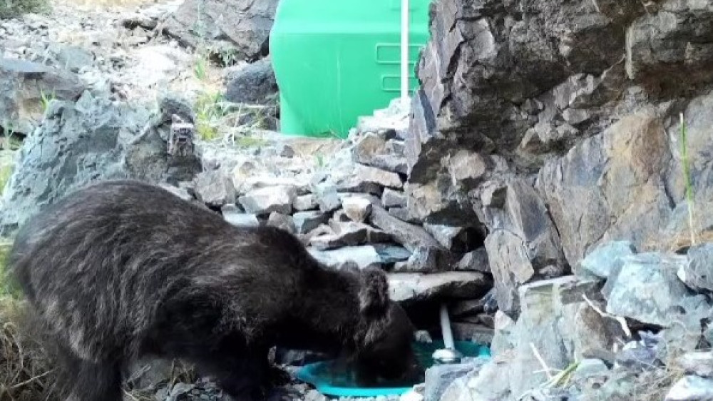 Краснокнижный медведь попал в фотоловушку во время водопоя