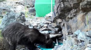 Краснокнижный медведь попал в фотоловушку во время водопоя
