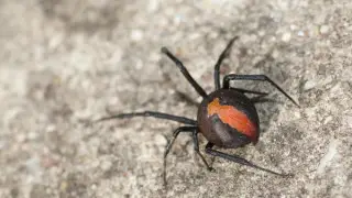 Нашествие каракуртов в Казахстане: ущерб оценили в 65 миллионов