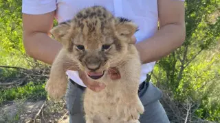 Пытались продать львят: в Караганде начался суд над сотрудниками зоопарка