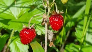 "Не уверен - не бери": как правильно собирать ягоды и грибы