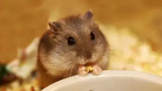 В Германии 2,5 миллиона евро потратят на переезд хомяков