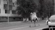 Погоня полицейских за верблюдом попала на видео