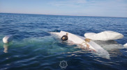 На Алаколе упал дельтаплан
