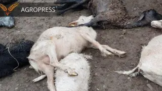 Массовый падеж скота в Западном Казахстане: начата проверка