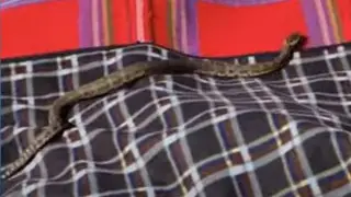 На нашествие змей пожаловались казахстанцы