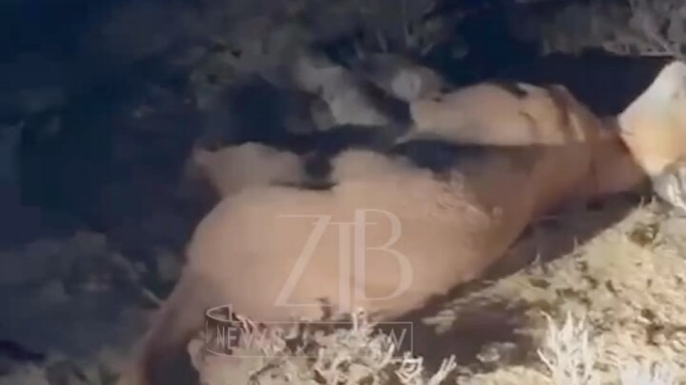 Кадр из видео: ztb_media
