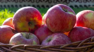 Национальный стандарт для алматинского апорта предложили создать в Казахстане