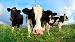 В Казахстане продлили запрет, касающийся сельского хозяйства