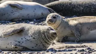 150 каспийских тюленей изымут для научных исследований
