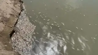 Комиссия проверит случай гибели рыбы вблизи Атырауской ТЭЦ