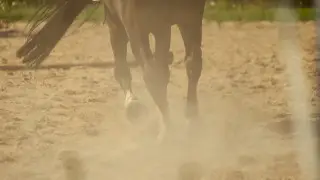 Лошадь ударила копытом по голове ребенка на площади в Уральске