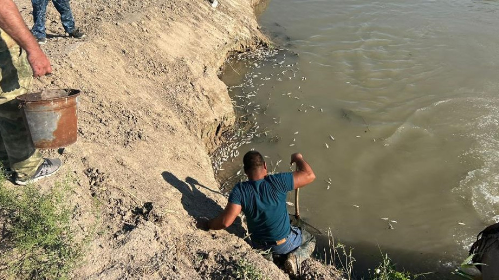 Установлена причина гибели рыбы в Атырау