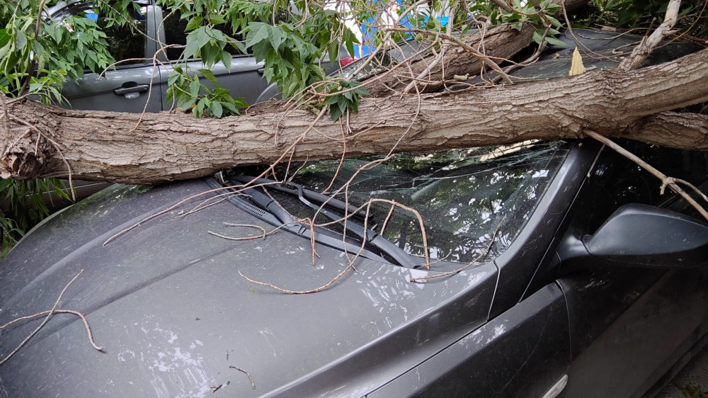 Дерево рухнуло на припаркованные автомобили в Костанае