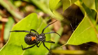 В Шымкенте начали борьбу с нашествием каракуртов